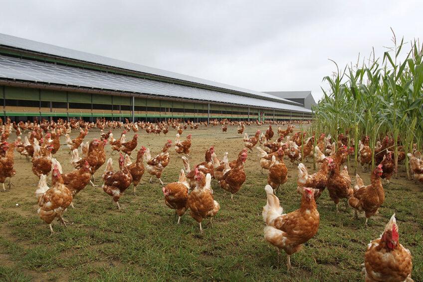 2. EEG Farm